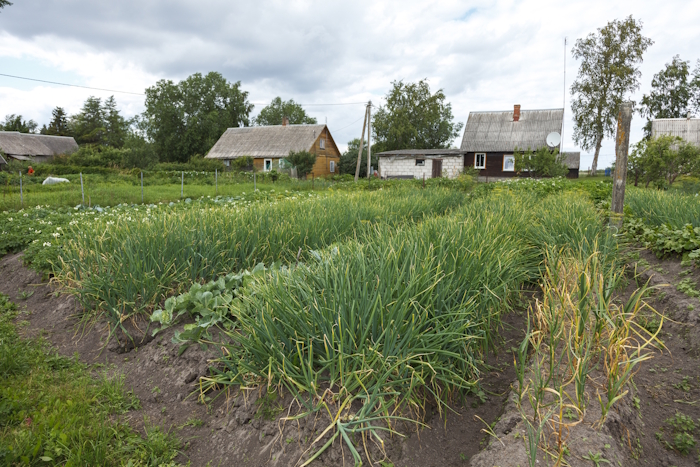 kõrges peenras kasvavad sibulad tihedalt külg-külje kõrval. Taga näha majad