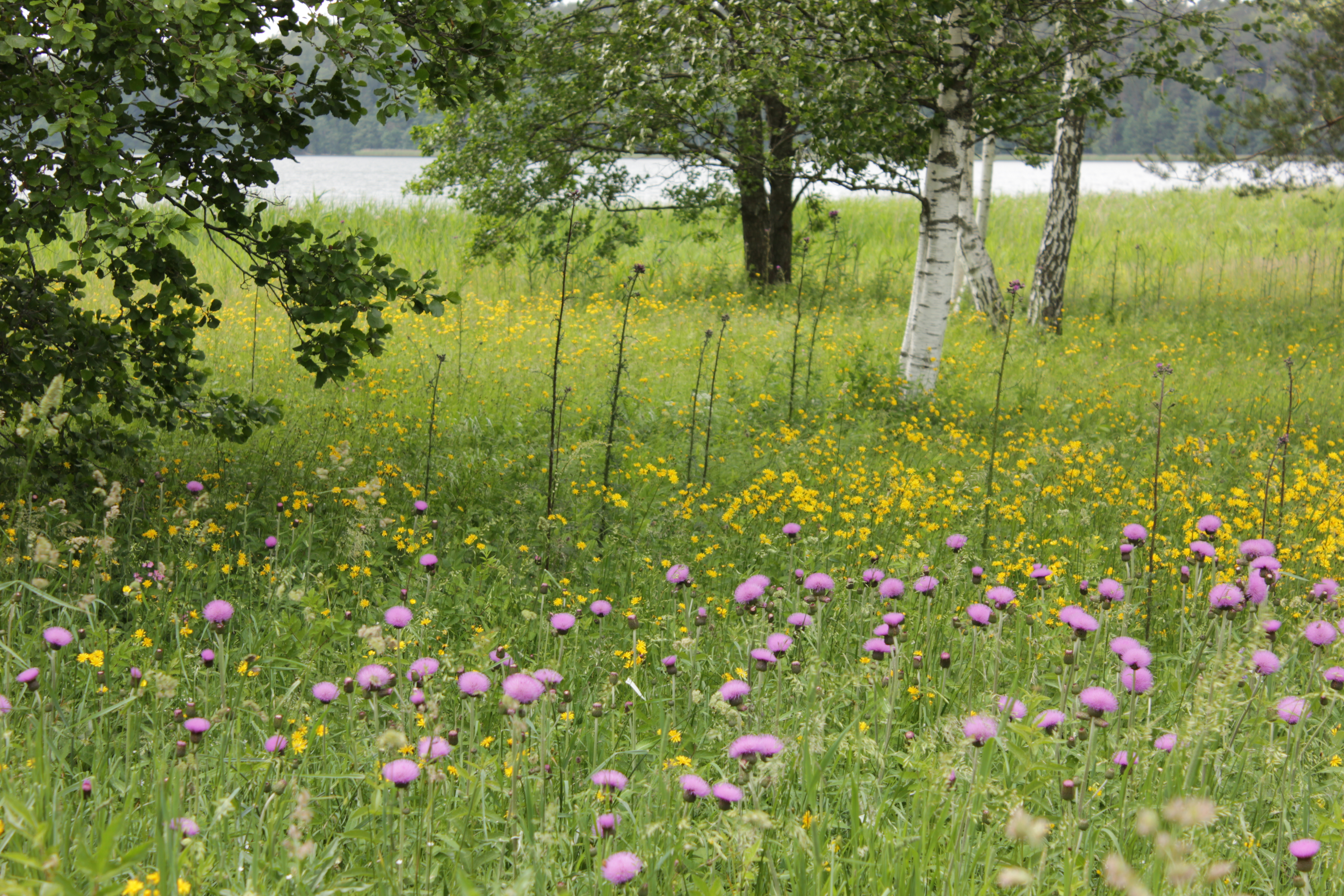 image alt text