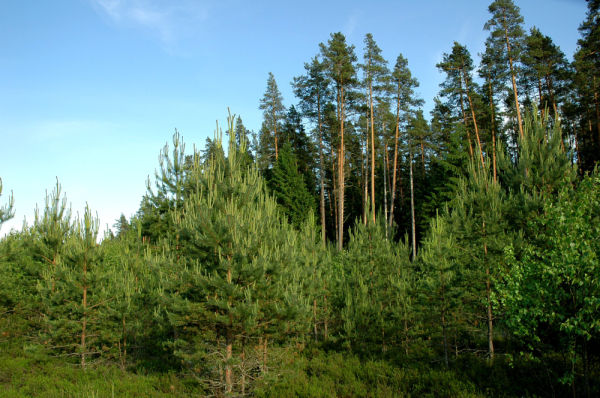 image alt text